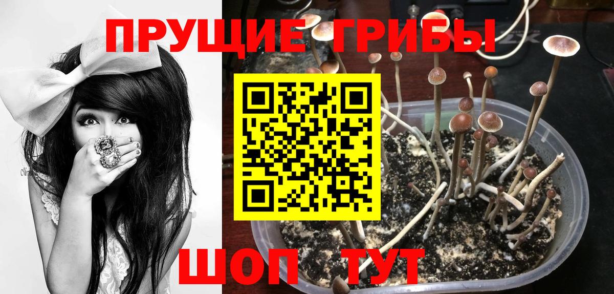 Галлюциногенные грибы GOLDEN TEACHER  продажа наркотиков  Псилоцибиновые грибы Cubensis  Канск  Вход с VPN 